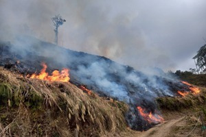 氣候變遷影響 台灣森林大火風險增…北部、中部更顯著