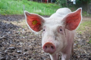 豬便變綠電！養豬王國丹麥翻轉「畜牧業=高污染」