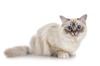伯曼貓、緬甸貓最長壽 台、英研究： 無毛貓較早夭