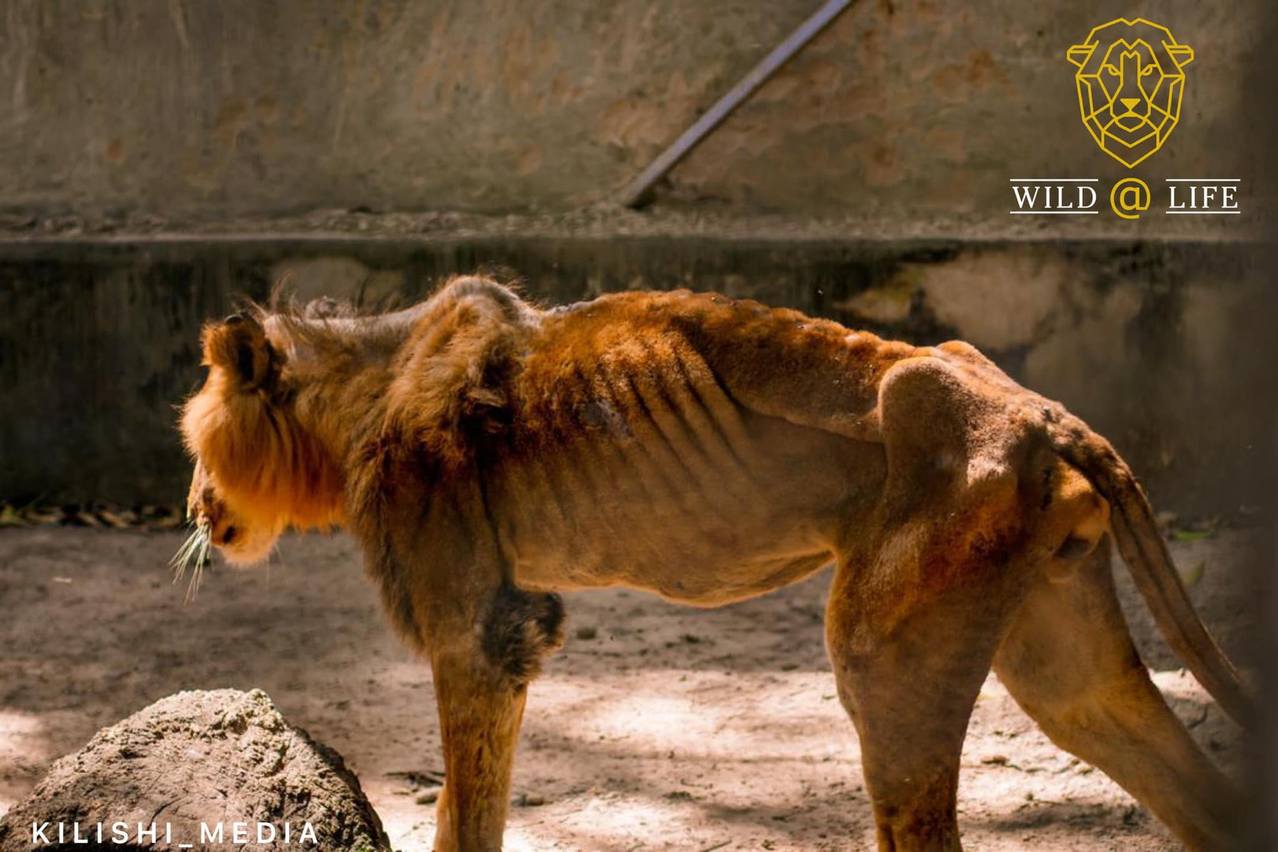 煉獄 動物園獅子瘦成皮包骨照片曝光惹人心疼 世界萬象 全球 聯合新聞網