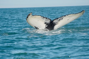 冰島扭轉「吃鯨肉」－ 2024年將停止商業捕鯨
