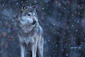 一匹野狼就能解救地球氣候危機？德國「放狼歸山」