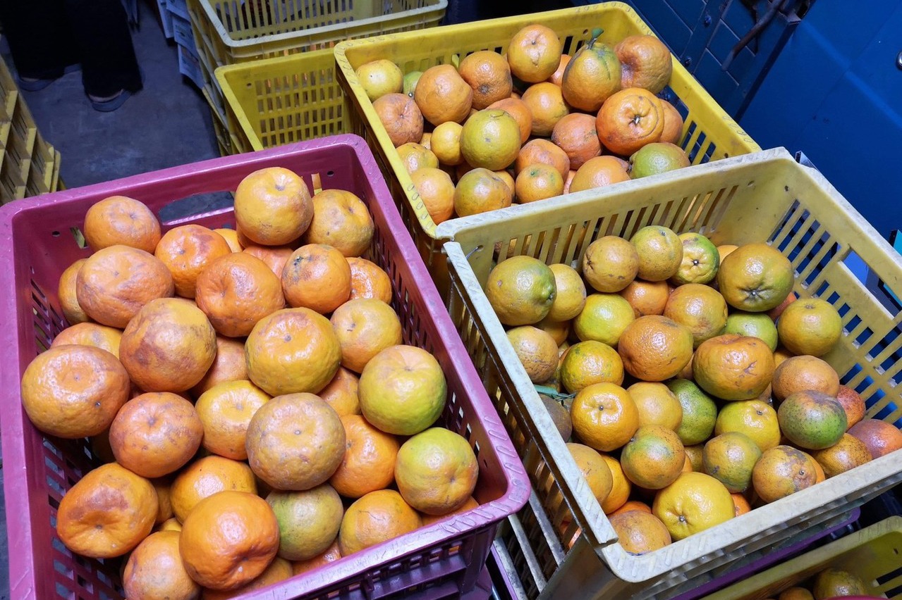 柑橘寒害惹爭議 林國慶被批造謠 | 聯合新聞網
