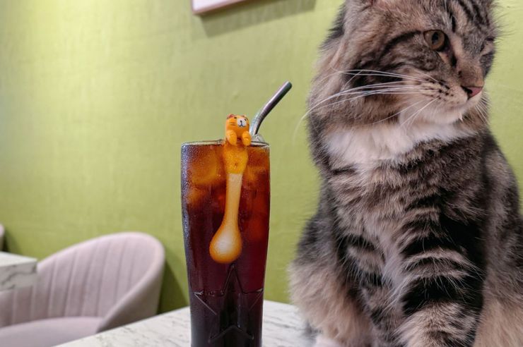 Yo！跟著Karen去「囧貓苑子｜貓咖啡廳」新北永和貓咪咖啡餐廳 被貓圍繞好療癒