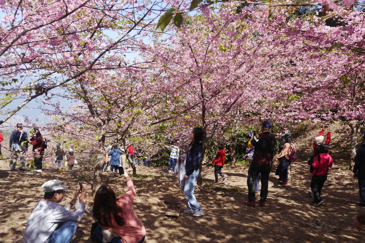 聯外道路貫通藤枝森林遊樂區4月底重新開園 生活新聞 生活 聯合新聞網