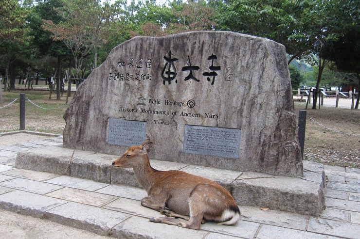 日本旅遊冷知識：奈良和宮島的小鹿，為什身分地位大不同？