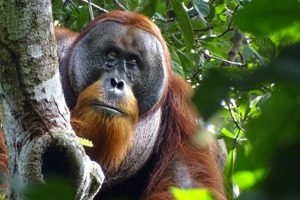 世界首次！印尼紅毛猩猩自製藥膏 厚敷1個月後痊癒