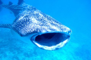 宿霧觀光衝擊原有生態 鯨鯊面臨物種生存危機