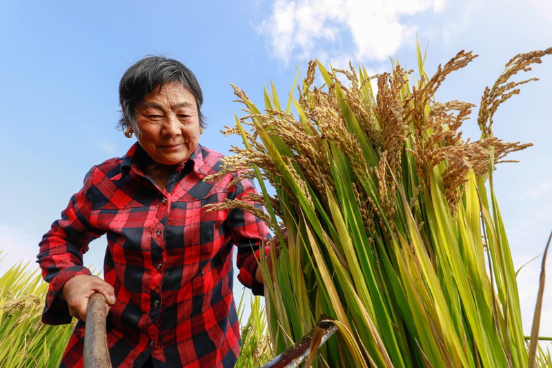 對中國大陸來說，庚子年從來是危機四伏之年，今年更是多重危機四伏，其中一個被熱議的危機，叫糧食危機。圖為江蘇省淮安市農民在收穫水稻。新華社