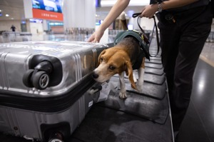 領犬員協助檢疫犬在放滿入境旅客的行李轉盤上穿梭，找尋農畜產品的氣味。記者季相儒／攝影