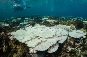 國旅之後－人類讓小琉球珊瑚重傷、澎湖海廢氾濫