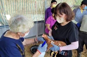 社區的5星級雞舍－邀請爺奶跟「雞友」一起顧健康