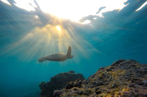 重回大海！照料逾2年 澎湖野放34隻保育海龜
