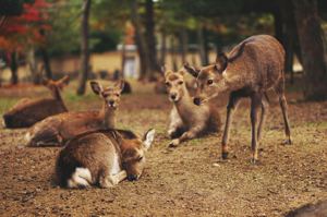 官方最新調查認了！日本奈良鹿受虐 食物、環境不適當