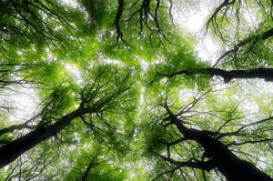種樹賺碳權！森林碳匯變碳權 認證方式一次看