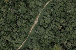 生質燃料的環境代價？印尼為棕櫚油 砍1500萬英畝天然林