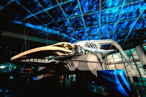 20尺藍鯨遭漁網繞頸餓死…海生館展示標本 盼喚保育意識