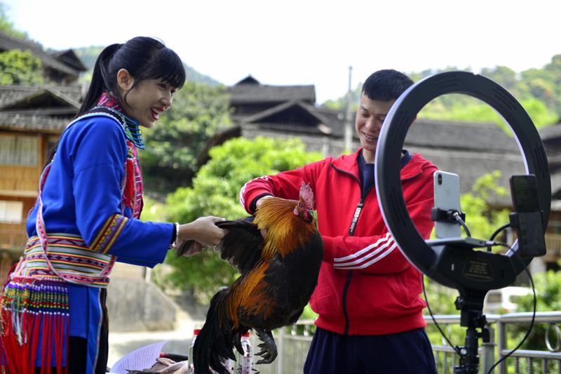 位在偏鄉的廣西龍勝以「直播帶貨」助力銷售當地養殖的鳳雞。 中新社