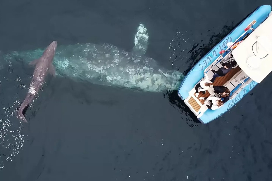 賞鯨船團員出海到一半幸運目擊母鯨魚生產的瞬間，母鯨還帶著自己剛生下來的鯨魚寶寶游到船附近，就像是在跟觀光客炫耀孩子很可愛吧，讓帶團導遊驚呼「職業生涯25年以來第一次遇到這種狀況」。 (圖/取自影片)