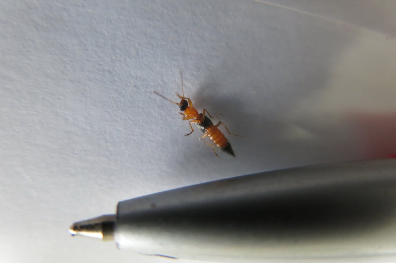 隱翅蟲非常細小，甚至有機會鑽過紗窗。圖片來源：聯合報資料照。