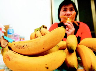 「香蕉減肥法」號稱能在三個月內狂瘦十二公斤，但營養師提醒民眾，早上空腹吃香蕉易腹瀉，且熱量不低，不見得能瘦身。（記者陳正興／攝影）