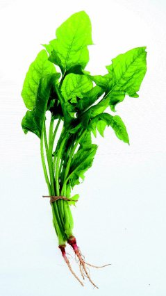 深綠色、深黃色的蔬菜如菠菜、花椰菜等均富含有葉黃素，可減少陽光傷害。 記者陳立凱╱攝影