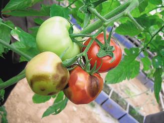 今年台灣的黑柿番茄價格居高不下，產量下降是主因。 非報系