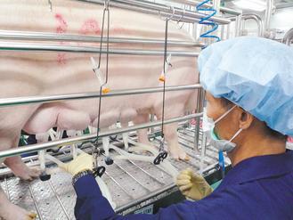 台灣動物科技研究所正進行原料乳採收集。 圖/動科所提供