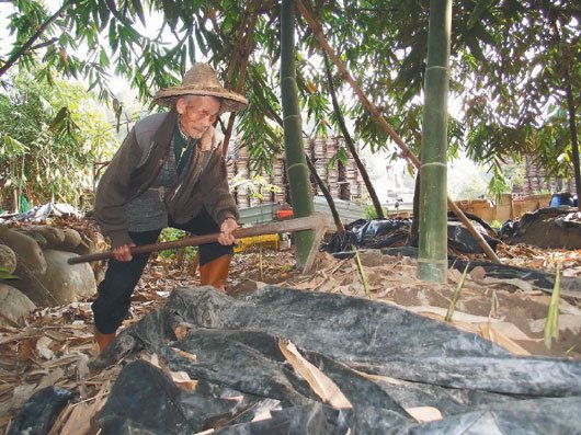 高齡102歲的人瑞廖樹金身體硬朗，拿鋤頭整理筍園，不假他人之手。