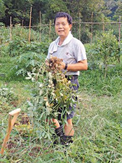 陳春榮說，任雜草生長的下場，就是花生產量不佳。王郁婷／攝影