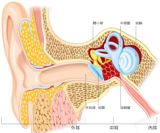 耳膜隔開外耳和中耳，水流進耳朵不會跑到中耳腔。呼吸道感染若造成耳咽管水腫，導致中耳分泌物無法順利排放到喉嚨，就形成中耳積水。積水過久，可能影響聲音傳導，使聽力下降。 圖╱廖珮涵繪製