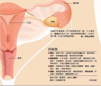 卵巢位於骨盆腔，在子宮兩側各有一個，大小像杏仁，重量約6至10公克，隨月經周期而變化，左後方是大腸，右後方是骨盆腔壁。 <BR>圖／廖珮涵繪製