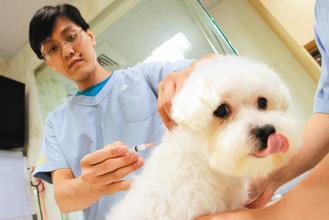 民眾擔心寵物染病，昨天帶著自家小狗施打狂犬病疫苗。 記者胡經周／攝影
