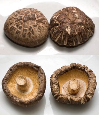 左為正統韓國花菇，右為混充的假韓國花菇。記者鄭超文／攝影