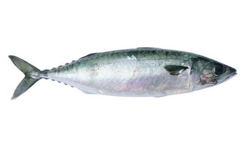 長期食用被汙染的海水魚，可能影響身體健康。 圖片來源╱台灣好食材 Fooding