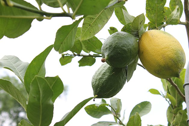 為了家人健康，蔡家兄弟在六分地上種檸檬樹，六年過去，堅持與真情種出酸甜的果實。