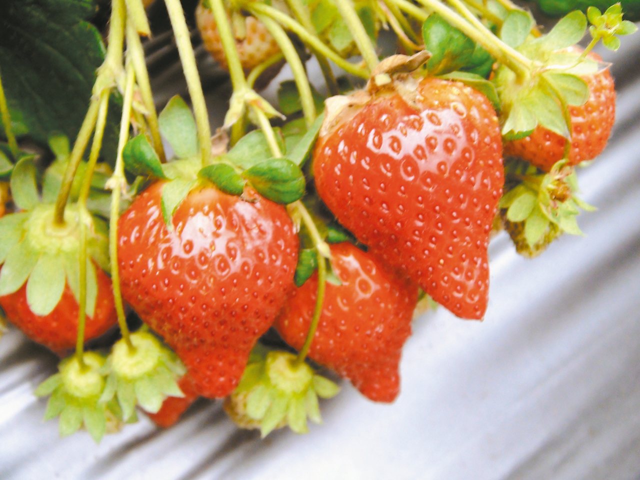 EWG報告指出，今年農藥殘留最嚴重的蔬果，草莓居首。
