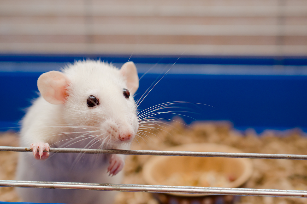 骨髓移植不需再接受危險且常有害的化療可能將實現，史丹福大學宣布，在老鼠身上的實驗已獲初步成功。