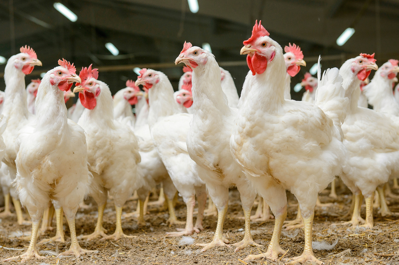 雞肉含豐富營養素，且是所有畜產品中，脂肪含量較低者，也是我們日常重要的動物性蛋白質來源之一。