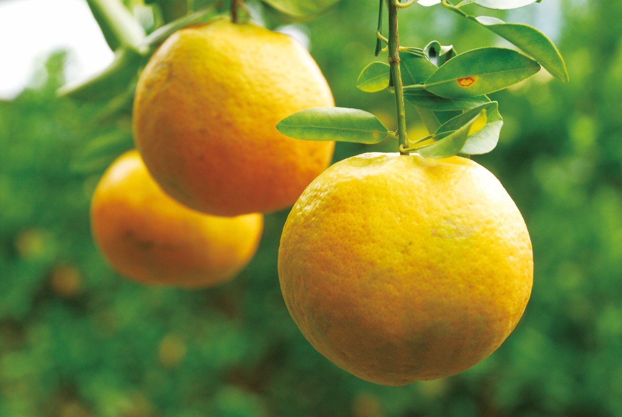 冬天是柑橘類盛產季節。圖／農委會提供