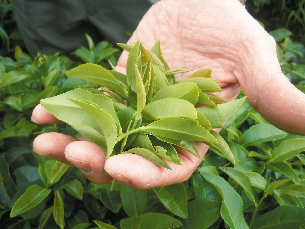 衛福部食藥署暫緩實施茶葉中氟派瑞農藥容許量。