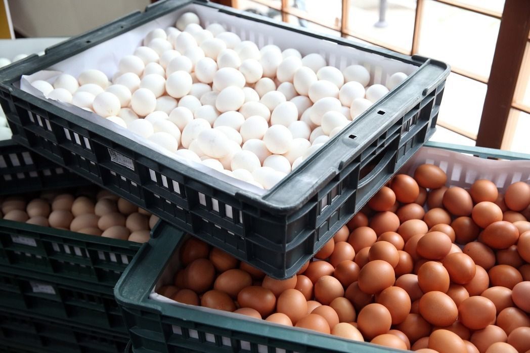 食藥署首度公布「生鮮蛋品洗選作業指引」。 圖／聯合報資料照