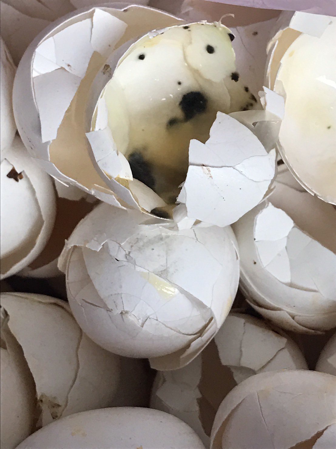 全台第二大蛋品供應商萇記公司，涉嫌把發霉蛋、長蟲蛋打成蛋液，賣給食品加工廠。圖／檢調提供