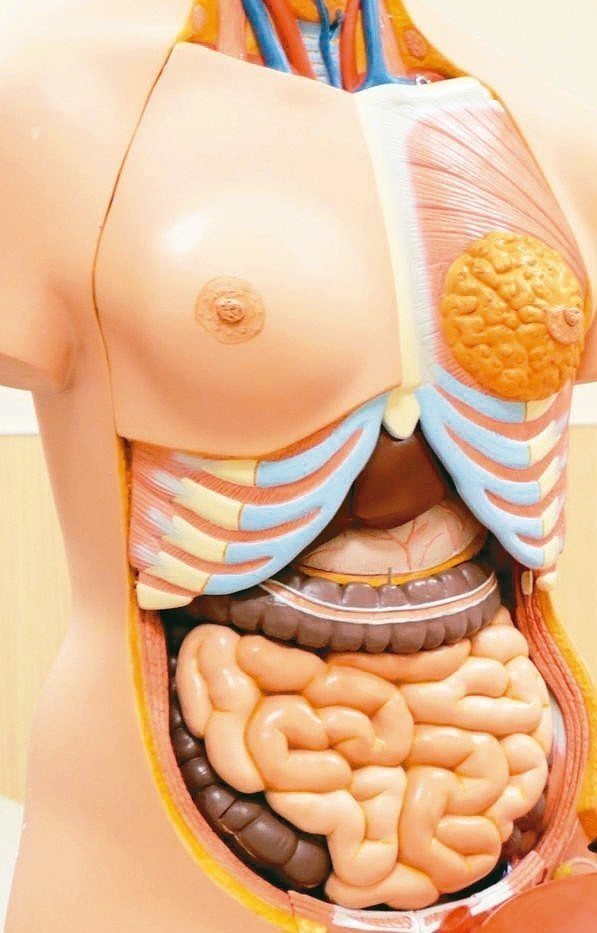 小腸長達六公尺，占消化道總長度60~70%，氣囊式小腸鏡只能看到小腸前後各三分之一。