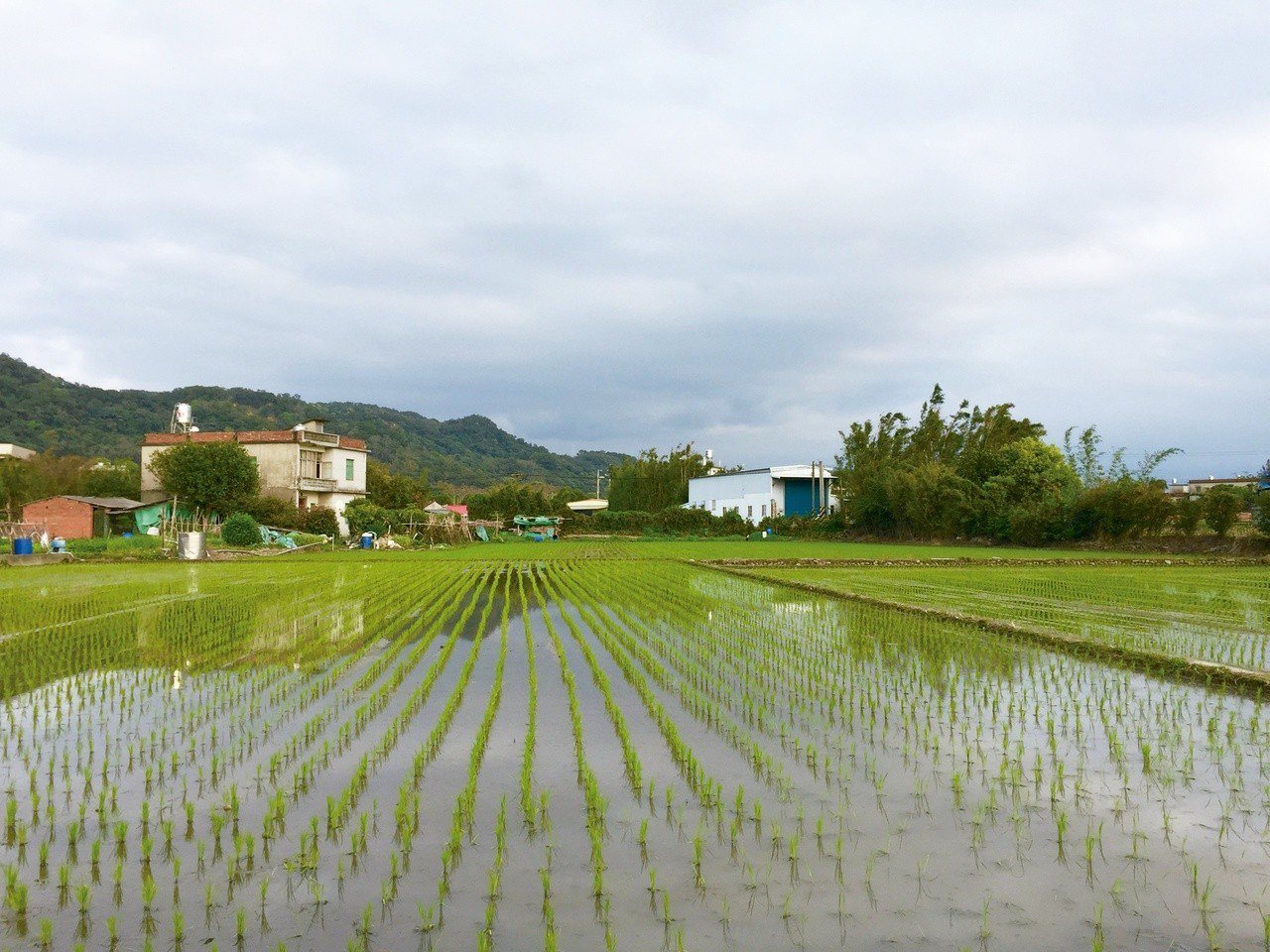 東海田向來有新竹米倉的稱號，附近出產的米從日據時代就出名。