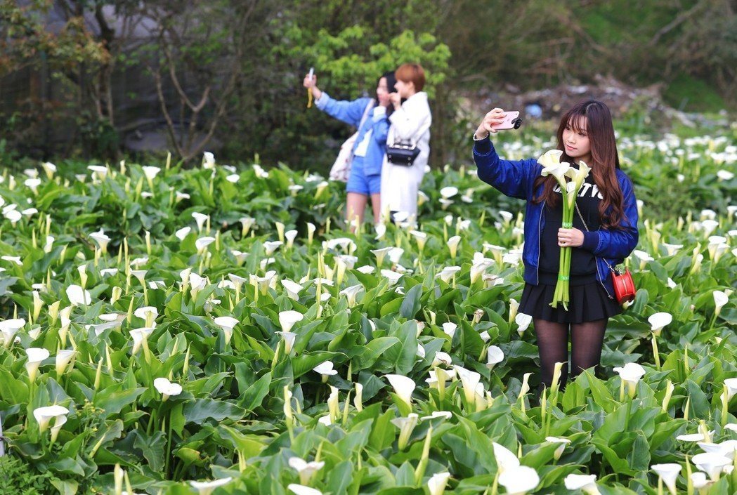 陽明山竹子湖海芋花季，吸引不少民眾前來觀賞、採摘。聯合報系資料資料照／記者林伯東攝影