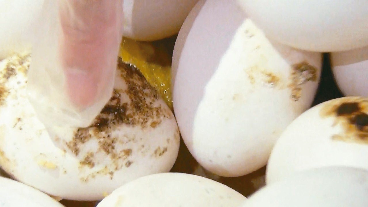 雞蛋發霉長蟲，檢調、衛生單位已查扣化驗。