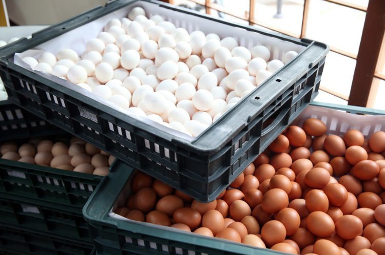 衛福部食藥署、農委會、環保署昨日召開蛋品管理會議，會後定調蛋殼破裂、蛋液流出的蛋品不得作為液蛋原料，而蛋殼有裂、但蛋液沒有流出的蛋品，仍可作為食品原料。聯合報系資料照