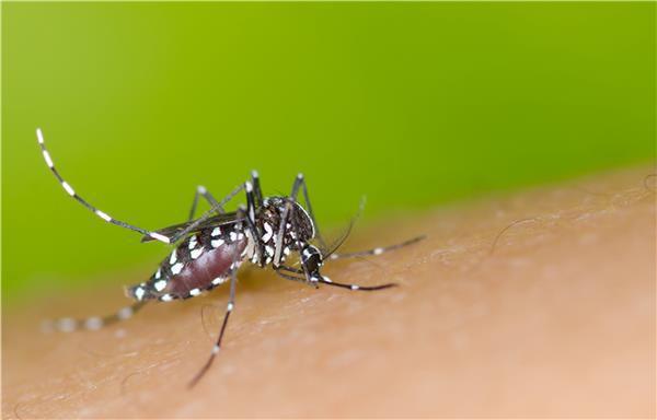 疾管署提醒，計劃前往中國大陸廣東省登革熱流行地區的民眾應落實防蚊措施。圖／疾管署提供