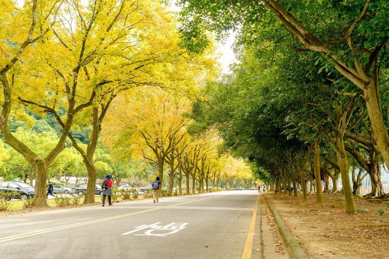 桃園森呼吸！石門水庫美景整片黃澄的「楓葉步道」 | Reco新聞